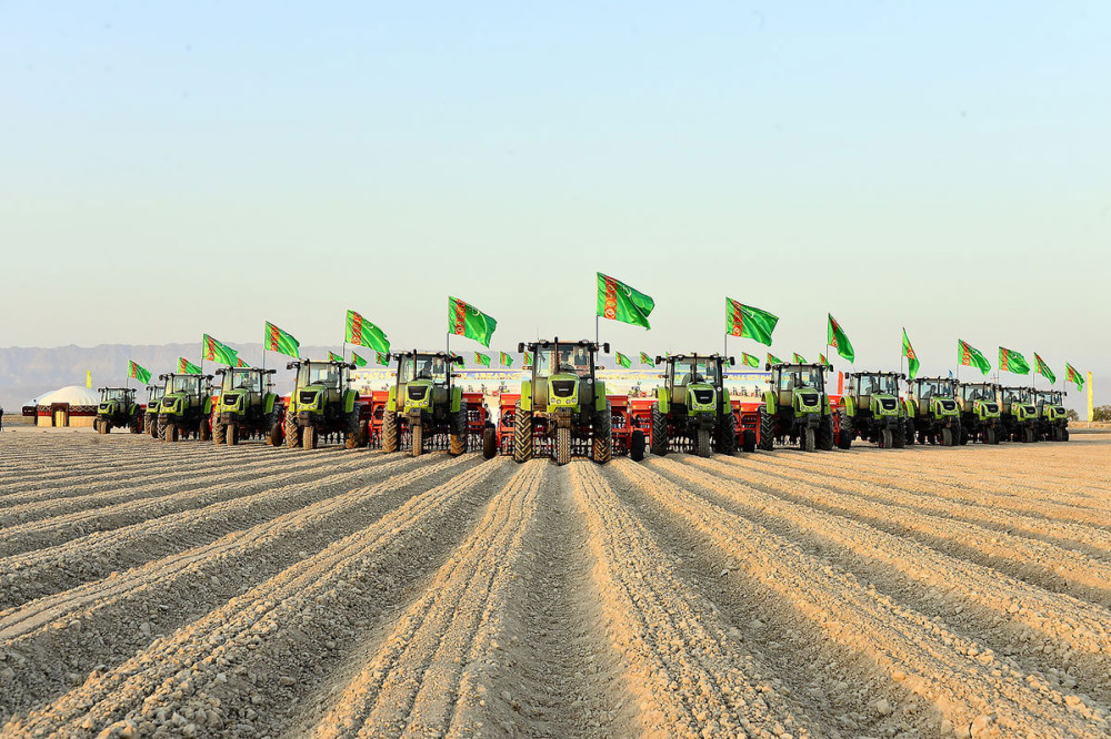 Türkmenistanda bugdaýyň täze üç görnüşi döredildi