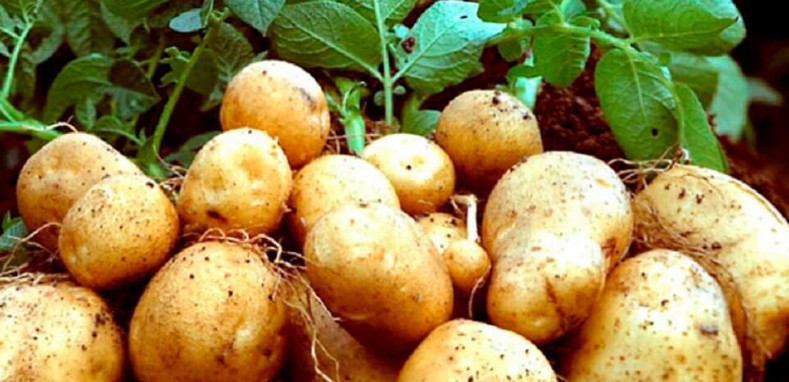 Lebapda ýeralmanyň bol hasyly alyndy