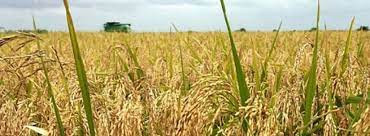 Lebapda şaly oragy dowam edýär