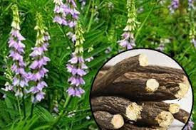 Ýedi aýda ýyglan buýan köki 1,6 müň tonnadan geçdi