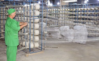 Türkmenabadyň ýüpek önümçilik birleşiginde çig ýüpegiň önümçiligi ýokarlandyrylýar