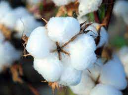 4,2 müň tonnadan gowrak pagta tabşyrmagy meýilleşdirýär