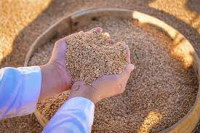 Welaýatymyzda bugdaý ekişine girizildi